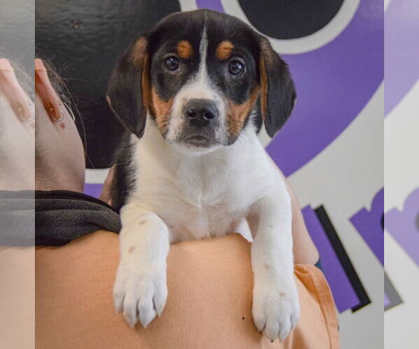 Medium Photo #6 Bagle Hound Puppy For Sale in Huntley, IL, USA