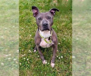 American Pit Bull Terrier Dogs for adoption in Akron, OH, USA