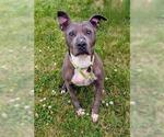 Small American Pit Bull Terrier