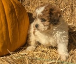 Puppy Mina Zuchon