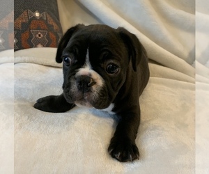 French Bulldog Puppy for sale in JOHNS ISLAND, SC, USA