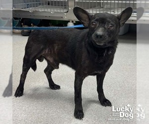 Sauce - Male Chihuahua-Unknown Mix Dog for Adoption - Photo #3