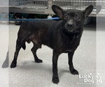 Small #2 Chihuahua Mix