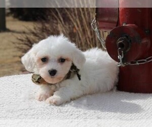 Bichon Frise Puppy for sale in ORO VALLEY, AZ, USA