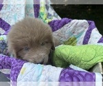 Small #17 Newfoundland