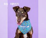 Small Doberman Pinscher Mix