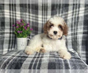 Cavapoo Puppy for sale in LAKELAND, FL, USA