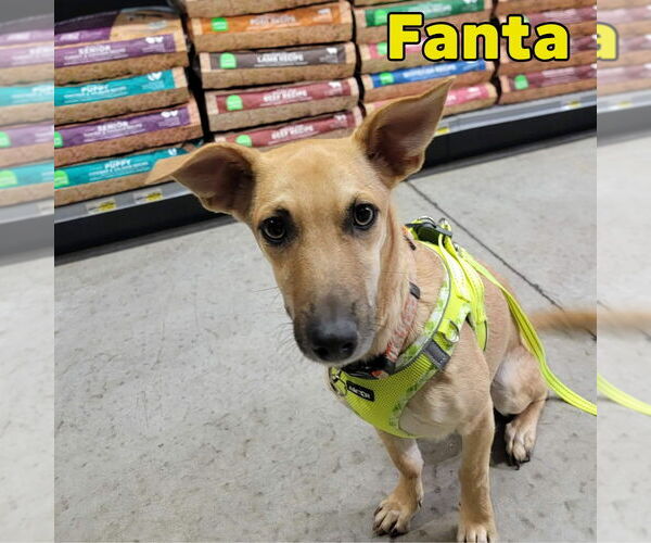 Medium Photo #22 Dachshund-Unknown Mix Puppy For Sale in San Antonio, TX, USA