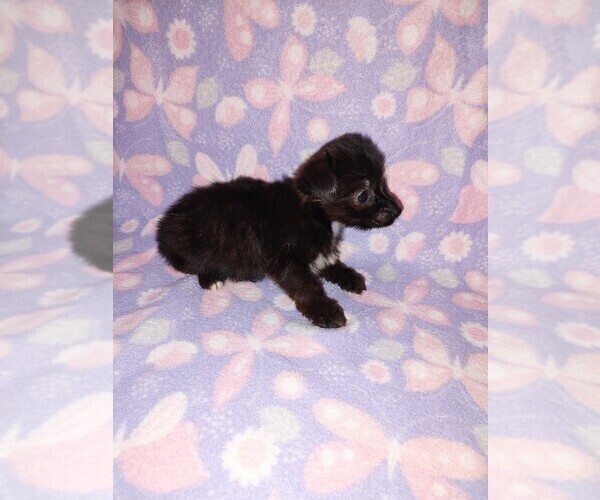 Medium Photo #24 YorkiePoo Puppy For Sale in LAPEER, MI, USA