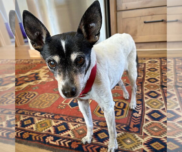 Medium Photo #2 Rat Terrier Puppy For Sale in Atlanta, GA, USA
