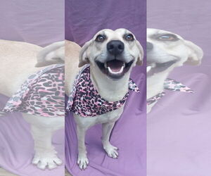 Labrador Retriever-Unknown Mix Dogs for adoption in Murfreesboro, NC, USA