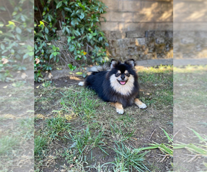 Mother of the Pomeranian puppies born on 05/04/2025