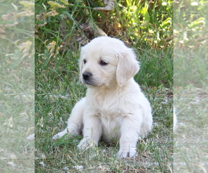 Medium English Cream Golden Retriever