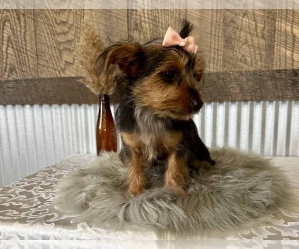Medium Photo #9 Yorkshire Terrier Puppy For Sale in NAPPANEE, IN, USA