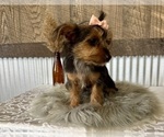 Small #8 Yorkshire Terrier