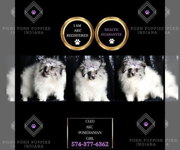 Medium Photo #71 Pomeranian Puppy For Sale in WARSAW, IN, USA