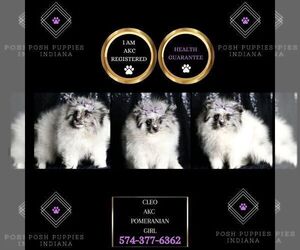 Medium Pomeranian