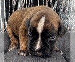 Small #5 Boxer