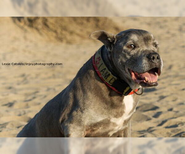 Medium Photo #2 Mutt Puppy For Sale in Ventura, CA, USA