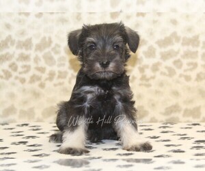 Schnauzer (Miniature) Puppy for sale in DENVER, PA, USA