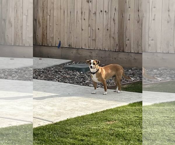 Medium Photo #2 Pembroke Welsh Corgi-Unknown Mix Puppy For Sale in Visalia, CA, USA