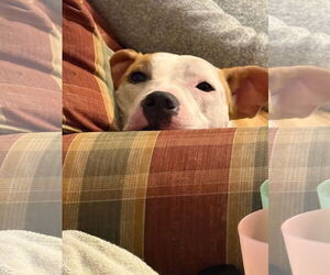 Sachse - Female Mutt Dog for Adoption - Photo #4