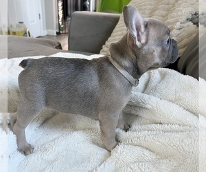 French Bulldog Puppy for sale in PATTERSON, CA, USA