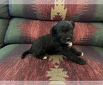 Small Photo #2 Jack-A-Poo Puppy For Sale in REBERSBURG, PA, USA