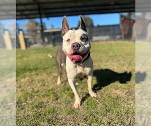 Mutt Dogs for adoption in Riverside, CA, USA