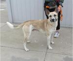 Small Carolina Dog Mix