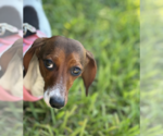Small #4 Dachshund