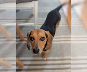 Beagle Dogs for adoption in Crystal, MN, USA