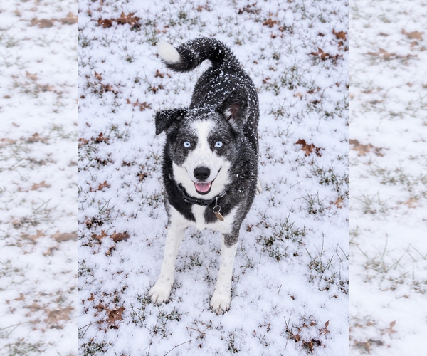 Medium Photo #2 Australian Shepherd Puppy For Sale in Dallas, TX, USA