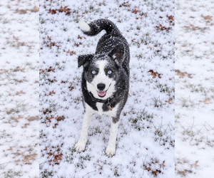 Skylar - Female Australian Shepherd Dog for Adoption - Photo #2
