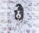 Small Photo #2 Australian Shepherd Puppy For Sale in Dallas, TX, USA