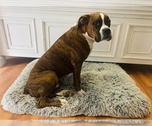 Boxer Dog for Adoption in WEST COLUMBIA, South Carolina USA