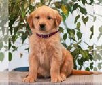 Small Golden Retriever