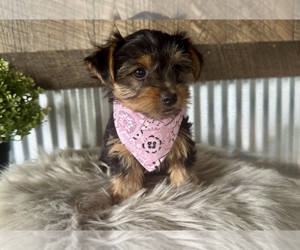 Medium Photo #5 Yorkshire Terrier Puppy For Sale in NAPPANEE, IN, USA