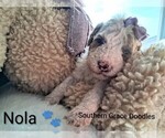 Small Photo #144 Goldendoodle (Miniature) Puppy For Sale in GASTONIA, NC, USA