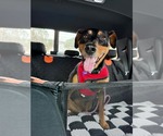 Small #5 Doberman Pinscher Mix