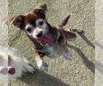 Small #1 Chihuahua Mix