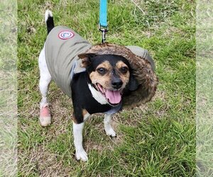 Rat Terrier-Unknown Mix Dogs for adoption in Bandera, TX, USA