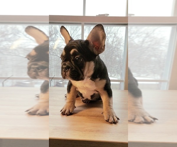 Medium Photo #8 French Bulldog Puppy For Sale in MANHATTAN, NY, USA