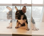 Small Photo #8 French Bulldog Puppy For Sale in MANHATTAN, NY, USA