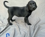 Puppy Blue girl Labrador Retriever