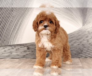 Cavapoo Puppy for sale in WESTPOINT, IN, USA