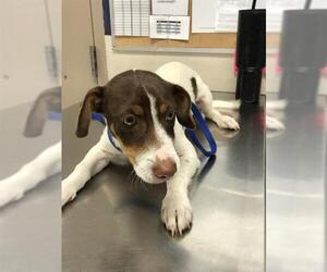 Chihuahua-Unknown Mix Dogs for adoption in Conroe, TX, USA