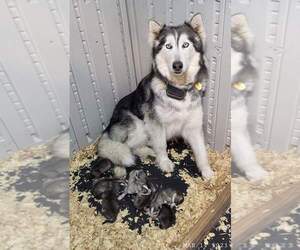 Mother of the Siberian Husky puppies born on 03/12/2023