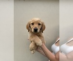 Puppy Apollo Golden Retriever