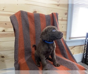 Chesapeake Bay Retriever Puppy for sale in FORT ATKINSON, WI, USA
